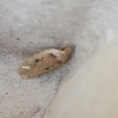 Agonopterix yeatiana