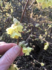 Corylopsis pauciflora