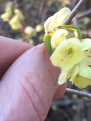 Corylopsis pauciflora