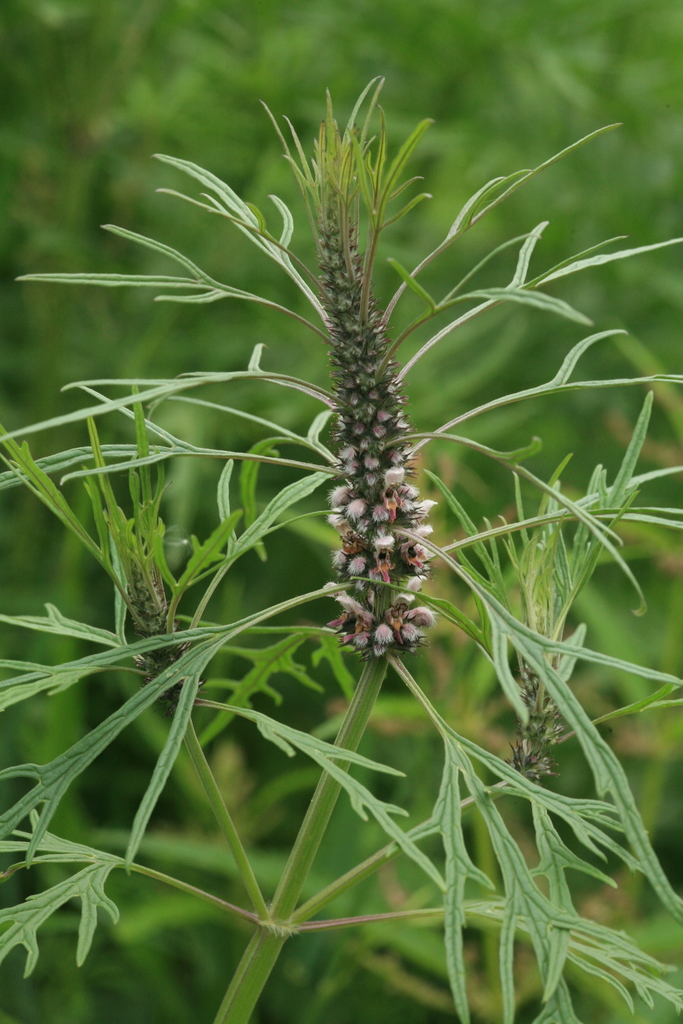 Leonurus deminutus
