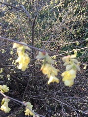 Corylopsis pauciflora