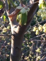 Corylopsis pauciflora
