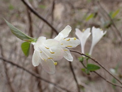 Lonicera elisae