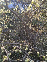 Corylopsis pauciflora