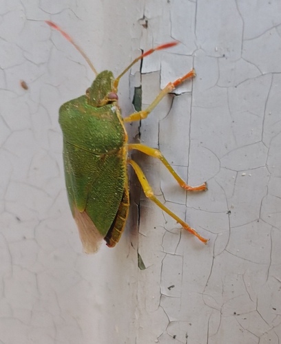 Green Shield Bug