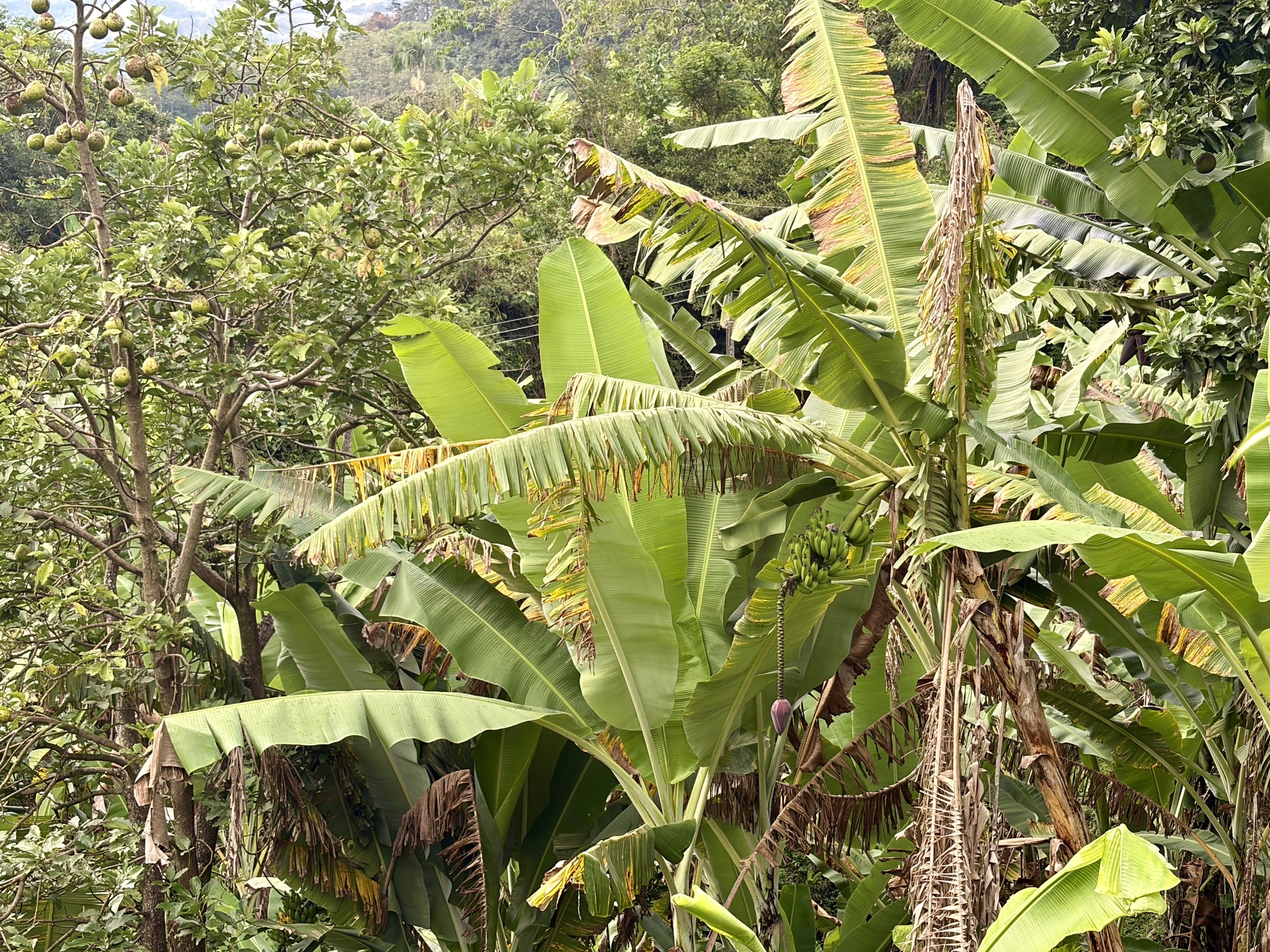 Musa paradisiaca