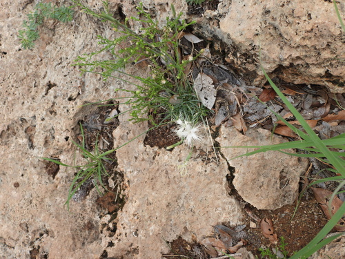 Dianthus namaensis image