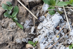 Sphecidae