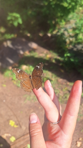 Spotted Brown Pansy