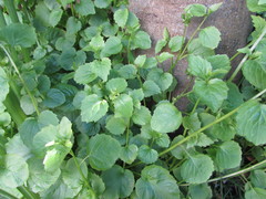 Campanula poscharskyana