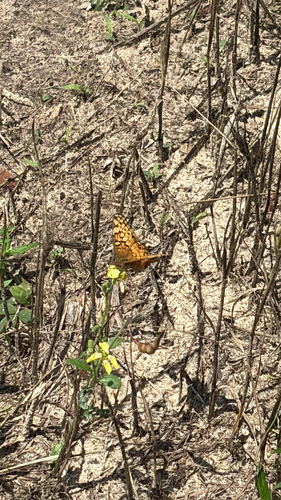 Variegated Fritillary