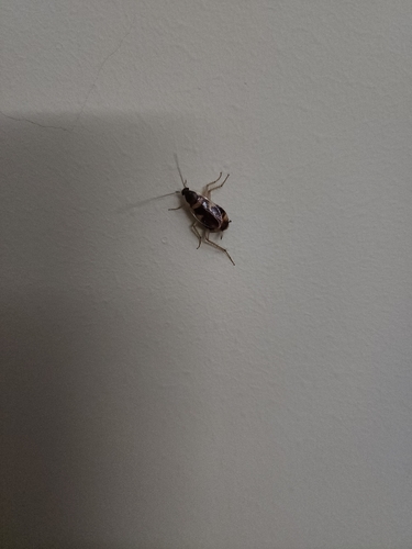 Brown-banded Cockroach