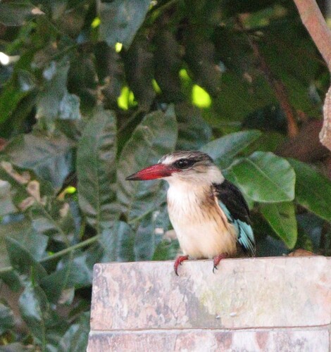 iNaturalist image