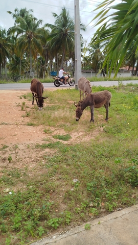 Donkey