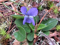 Viola fimbriatula