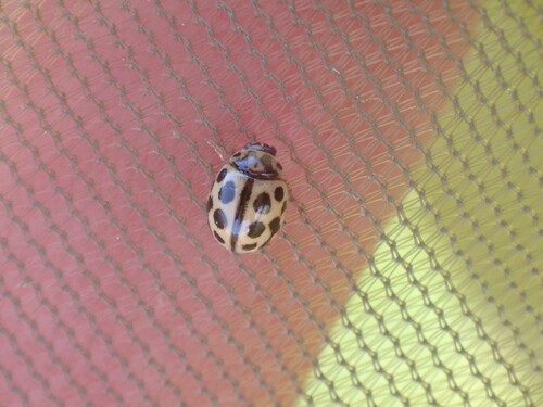 16-spot Ladybird