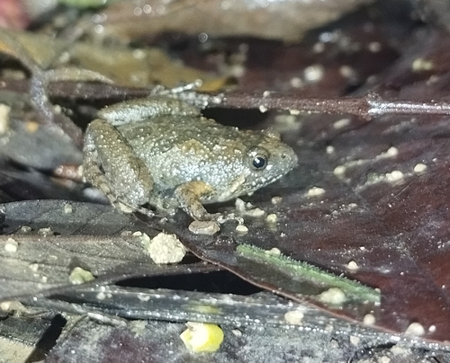 Tubercled Pygmy Frog