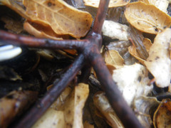 Arctostaphylos densiflora