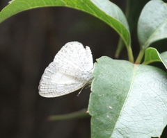 Spalgis lemolea lemolea