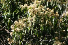 Tripodanthus acutifolius