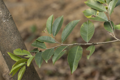 Aquilaria sinensis