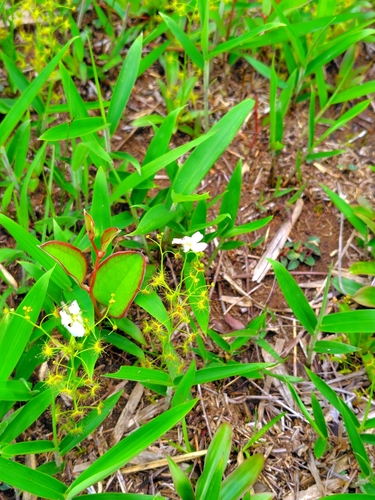 Drosera lunata