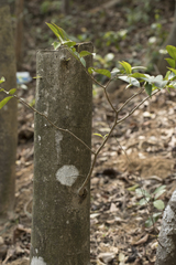Aquilaria sinensis