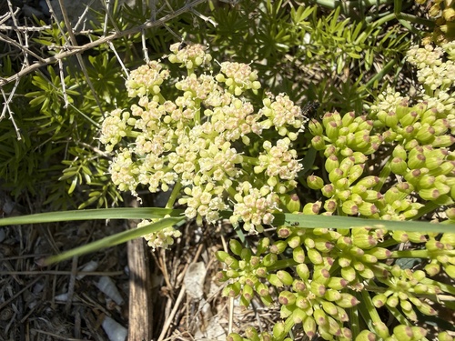 rock samphire
