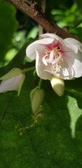 Dombeya burgessiae
