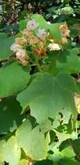 Dombeya burgessiae
