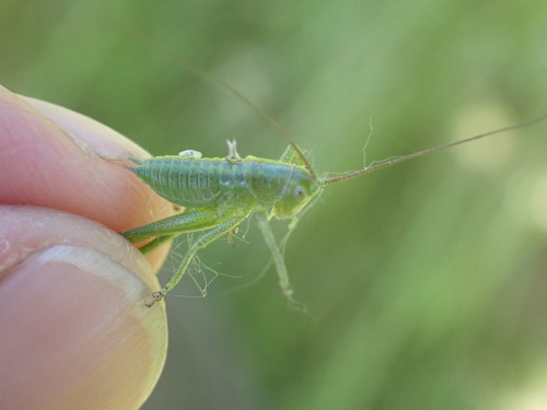 Great Green Bush-cricket