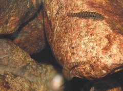 Liniparhomaloptera disparis