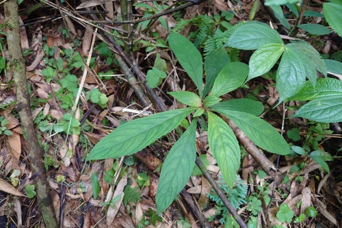 Rhynchotechum discolor