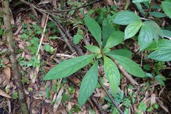 Rhynchotechum discolor