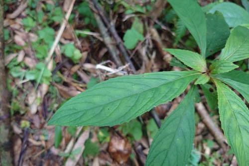 Rhynchotechum discolor, photograph 1