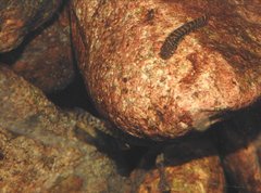 Liniparhomaloptera disparis