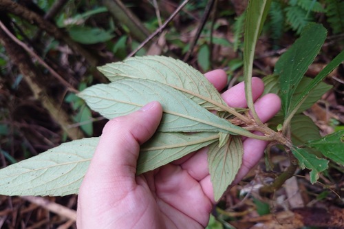 Rhynchotechum discolor, photograph 2