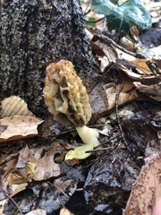 Morchella diminutiva