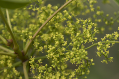 Toxicodendron succedaneum