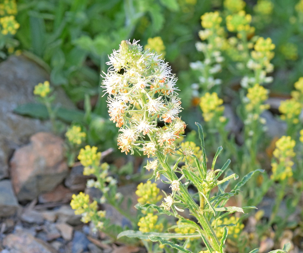 Reseda tymphaea