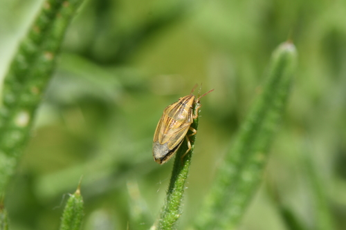 Bishop's Mitre Shield Bug