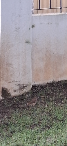 Rufous Hornero