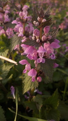 Lamium maculatum