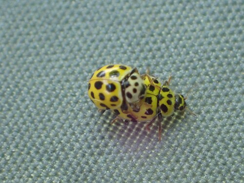 22-spot Ladybird