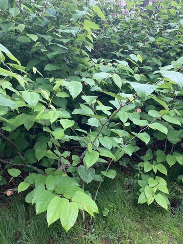 Japanese knotweed