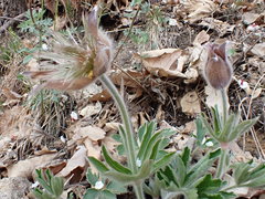 Pulsatilla chinensis
