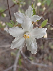 Deutzia grandiflora