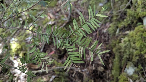 Taxus mairei, photograph 1