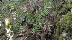 Taxus mairei, photograph (c) Cheng-Te Hsu, some rights reserved (CC BY)