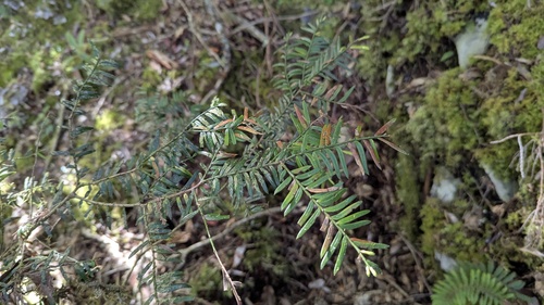 Taxus mairei